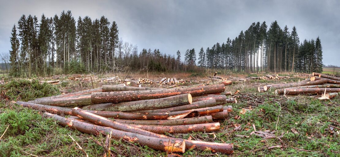 Quand l'Europe soutient, entre autres, la déforestation… !