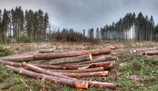 Quand l’Europe soutient, entre autres, la déforestation… !