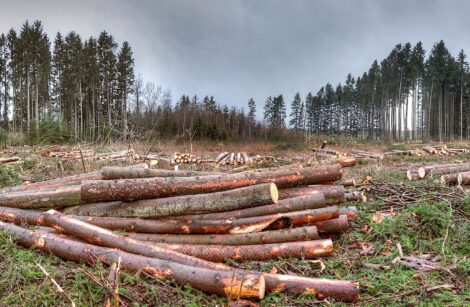 Quand l’Europe soutient, entre autres, la déforestation… !